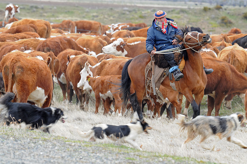 gaucho.jpg