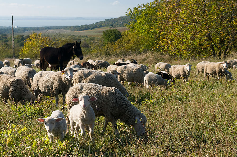 Balaton Fahrradreise - Ungarn