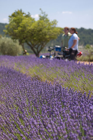 Provence Fahrradreise