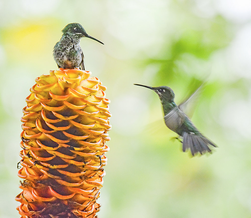 Costa-Rica-Tiere.jpg